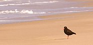 The Oystercatcher Trail